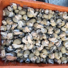 동해안 자연산 활 흑골뱅이, 1개, 1kg