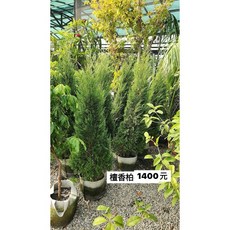 霏霏園藝 仿真壇香柏 大小棵可選 居家裝飾綠植盆栽, 1個, 高度120公分以上1400元