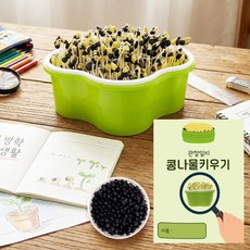 초간단 콩나물 키우기 키트 수경재배 관찰일지 자연학습 방학 생태교구