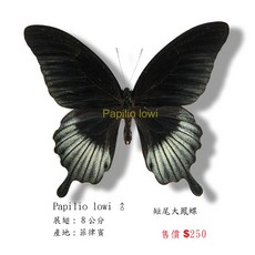 蝴蝶標本A1 Papilio lowi zephyria 展翅8CM 菲律賓產 昆蟲標本, 已展翅成品