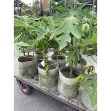 霏霏園藝 紅妃木瓜成樹 陽台盆栽, 1個