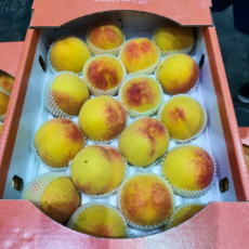 백도 황도 복숭아 털복숭아 말랑이, 1박스, 말랑이 1.5kg (중대과)