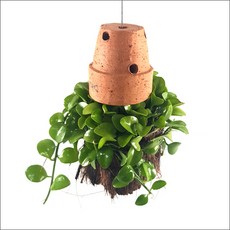 들꽃향기 공중식물 에어플랜트 틸란드시아 인테리어 공기정화 화분식물, 디시디아 토기분그린, 1개