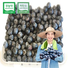 농장드림팜 당일수확 국산 무농약 생블루베리 블루베리 생과 국내산, 상(작은사이즈) 100g, 1개