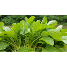 [국산] 아삭하게 잘 자란 열무! 부드러움보다 풍성함, 1박스, 국산 열무 4kg