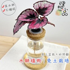 彩葉秋海棠 水耕盆栽, 1個, 彩葉秋海棠+玻璃圓柱瓶