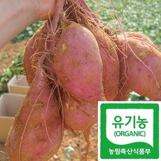 국산 유기농 달수 고구마 100% 친환경인증, 1개, 5kg