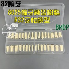 客滿來 32顆牙 8025 雙色恆牙模型 R32 牙粒模型 附牙根 僅限教學, 1個, 8025備牙練習樹脂32牙粒模型BMDP