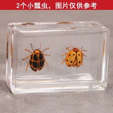 앰버 크리스탈 접착제 수지 실제 곤충 딱정벌레 표본 나비 동물 서점 공예 장식 소 선물, 소무당벌레2마리(소형)