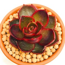 다육식물 선인장 홍등 희귀식물 카페장식 화분 식물 선물 꽃 공기정화 산아래다육이, 1개