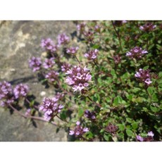 野地百里香純精油, 1個, 500ml