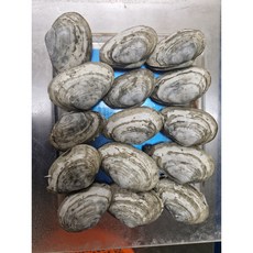 청년어부 싱싱한 왕우럭조개 국내산 자연산 생물 우럭조개, 1개, 우럭조개 500g (6미 내외)