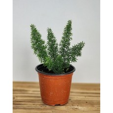2026 공기정화 식물 아스파라거스 메이리 약24cm
