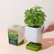 2보급창고 실내 식물 키우기 화분 세트 키우기쉬운식물