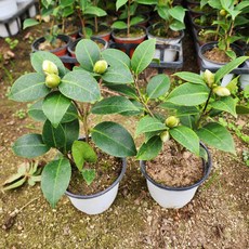 동백나무 묘목 블랙로즈(겹꽃) 4치포트 개화주 가림원예조경, 2개, 블랙로즈동백나무