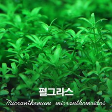 [수초대장] 펄그라스 (30촉) 중후경수초