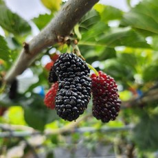 [계절마켓] 하동 오디 급냉오디 친환경 무농약 산지직송 뽕나무 열매 월요일 목요일 발송, 1개, 4kg