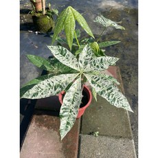 霏霏園藝馬拉巴拉班葉品種 6吋盆, 1個