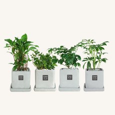 플랜트스토리 스페셜그레이 소형 4종 화분 세트, 1세트, I형 천냥금+아이비+해피트리+홍콩야자