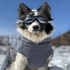 Plitol 펫고글, 1, 투명