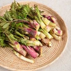 국내산 땅두릅 자연산 두릅 산나물 햇두릅 산두릅, 1개, 1kg