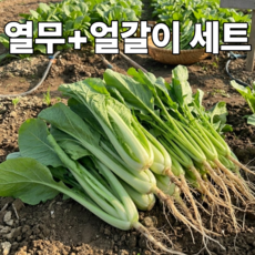 [초특가할인] 국산 열무 얼갈이 세트 열무 얼갈이배추 세트구성, 1박스, 열무+얼갈이 2kg+2kg