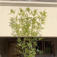 인조 대나무 조화 파티션 가림막 화분세트, 1개, 100cm 고밀도 잎 조화 대나무 10개