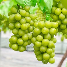 [오늘의과일] 고당도 망고포도 샤인머스캣 2kg(3~4송이), 1개, 2kg