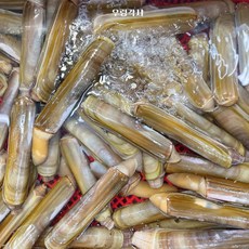 대 맛조개 캠핑 자연산 바다 세트 제철 갈고리 도구 손질, 1개, 대맛조개(500g)