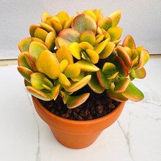 골드문 농장직송 산아래 다육이 생명력최고 키우기쉬운 공기정화 전자파차단 하월시아 다육식물 선인장, 1개, 럭셔리