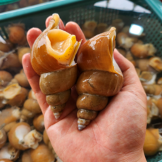 산지직송 생물 백골뱅이 백골뱅이탕 오뎅탕 골뱅이제철 백고동, 1개, 소( 35미 내외 )