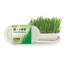 Vegansu 餵 小麥草 天然鮮食 化毛 貓草, 1g, 1個