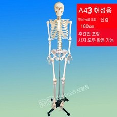 인체모형 뼈 85cm 높이 해부학 구부릴 모형 골격 모델 스켈레톤 있는 수 전신골격, A43 여성용 연갈비신경 디스크 180cm0319882
