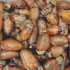 횟감용 진동 제철 미더덕, 1박스, 500g