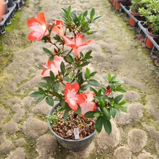 철쭉 사스끼 왜철쭉 1개 홀매 비매 방총광 꽃길