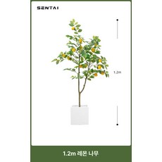 나무 북유럽 인테리어 플랜테리어 소품 금귤 거실 카페, 1.2m 레몬나무 화이트 사각 화분 포함