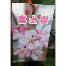 花花世界 落葉喬木-櫻花 富士櫻(頭徑2cm) 美植袋/高2M-2M5*不可超取*, 1個