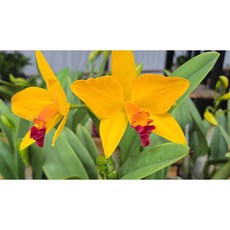 [루반정원] 옐로우킹 (지금 현재 꽃이 없습니다), 1개