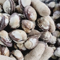 남해안 새꼬막 당일채취 생물 꼬막, 4개, 왕대 1kg (80미내외)