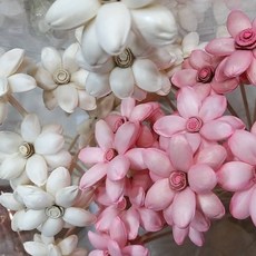 索拉乾花 睡蓮 蓪草花 擴香花, 白色