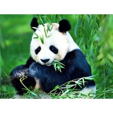 보석십자수 귀여운 판다곰 panda 모자이크 아트페인팅 동물 보석 크로스 스티치 비즈 구슬 집콕 취미생활 DIY키트 12종, 60*80CM, 3, 1개