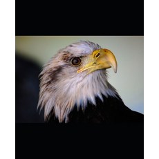 (英文圖書)The Mafia President 平裝版, Independently Published, English, Paperback