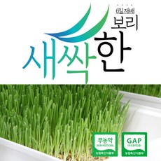친환경 보리순 새싹한 6일 재배 제주새싹보리 무농약 GAP인증 250g, 1개