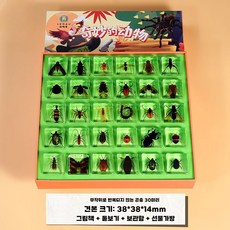 곤충 표본 전시 풍뎅이 생물 공부 학습용 장식품, 곤충30종+보관상자