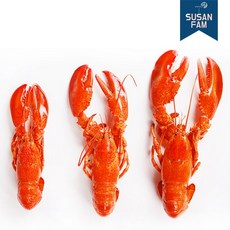 프리미엄 캐나다 랍스타 1마리 자숙랍스터 다양한 사이즈, 1개, 300-350