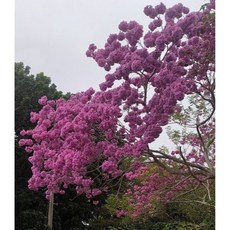 東園種苗 紅花風鈴木 黃花風鈴木 庭院植物 花色鮮豔 易於種植 觀賞價值高, 紅花風鈴木高度100公分