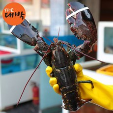 캐나다 활 랍스터 바닷가재 항공직송 랍스타 로브스터, 1개, 활 랍스터 500g 내외