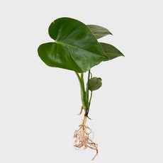 메이크정글 공기정화 수경재배 흙 세척 식물 모음, 1개