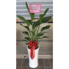 天堂鳥盆栽 風水擺飾/開幕開市/榮升榮調/喬遷盆栽 高約150公分, 1個