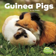 (영문도서) Guinea Pigs Paperback, Capstone Press, English, 9781543501650